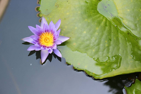 莲花百合紫色在水上