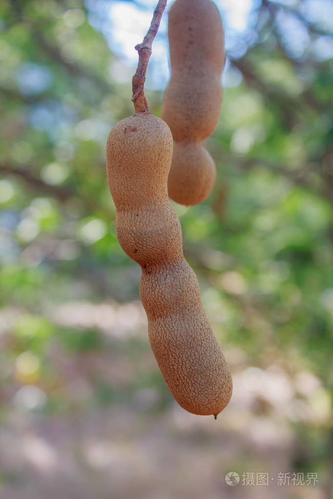 罗望子树上照片-正版商用图片0x7smb-摄图新视界