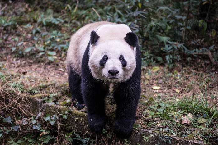 大熊猫,拍照在四川,中国照片-正版商用图片0x7uh5-摄图新视界