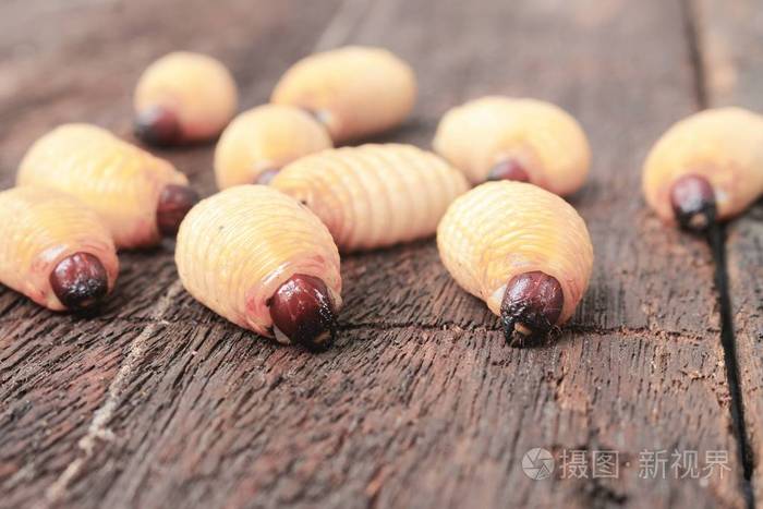 sago甲虫蠕虫红棕榈象鼻虫选择性聚焦与浅