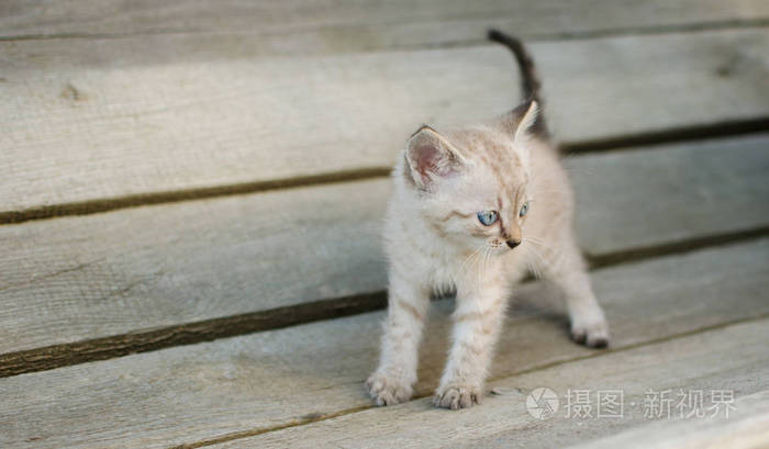 灰色的小猫，在院子里，木背景上玩耍