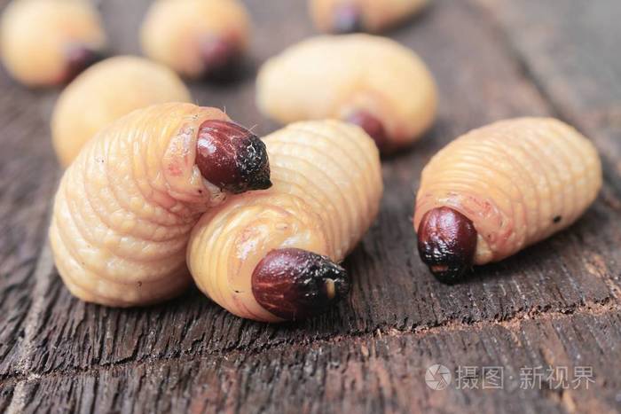 sago甲虫蠕虫红棕榈象鼻虫选择性聚焦与浅