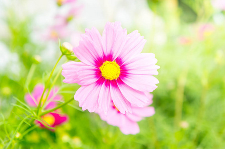 粉红色的宇宙花雏菊在花园里开花