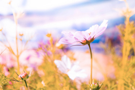 花园里的粉红色花，公园里的宇宙花