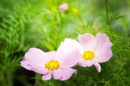 粉红色的宇宙花雏菊在花园里开花