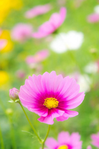 在公园里，美丽的波斯菊花海粉色的花朵在院子