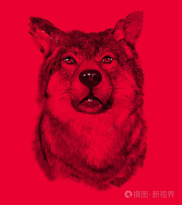 红色背景上的狼绘制素描样式的插图