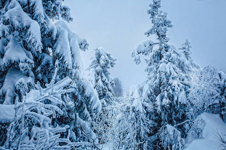 三五成群白雪覆盖