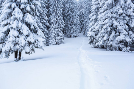 这条小路通向白雪皑皑的丛林图片