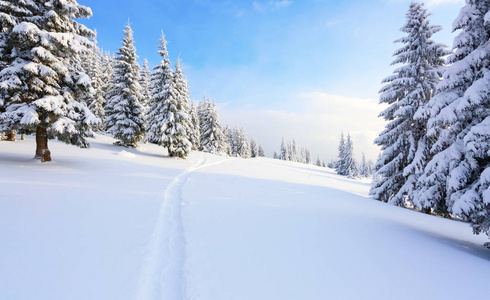 这条小路通向白雪皑皑的丛林图片