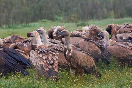 狮鹫外阴Gyps fulvus