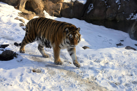 在雪中虎