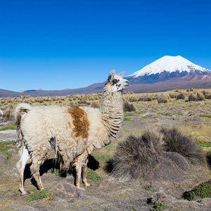 Prinacota ，玻利维亚安第斯景观