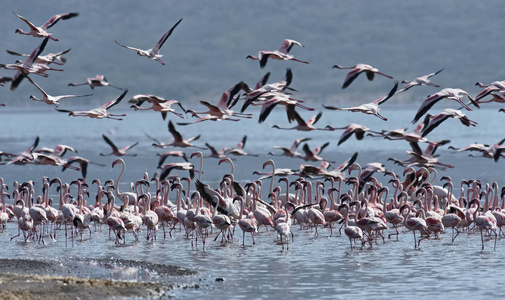 非洲，肯尼亚，湖博高瑞亚国家储备，火烈鸟在湖