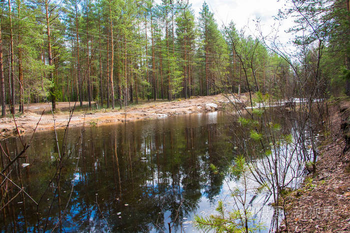 在森林里的小湖