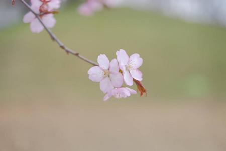 在春天的樱花