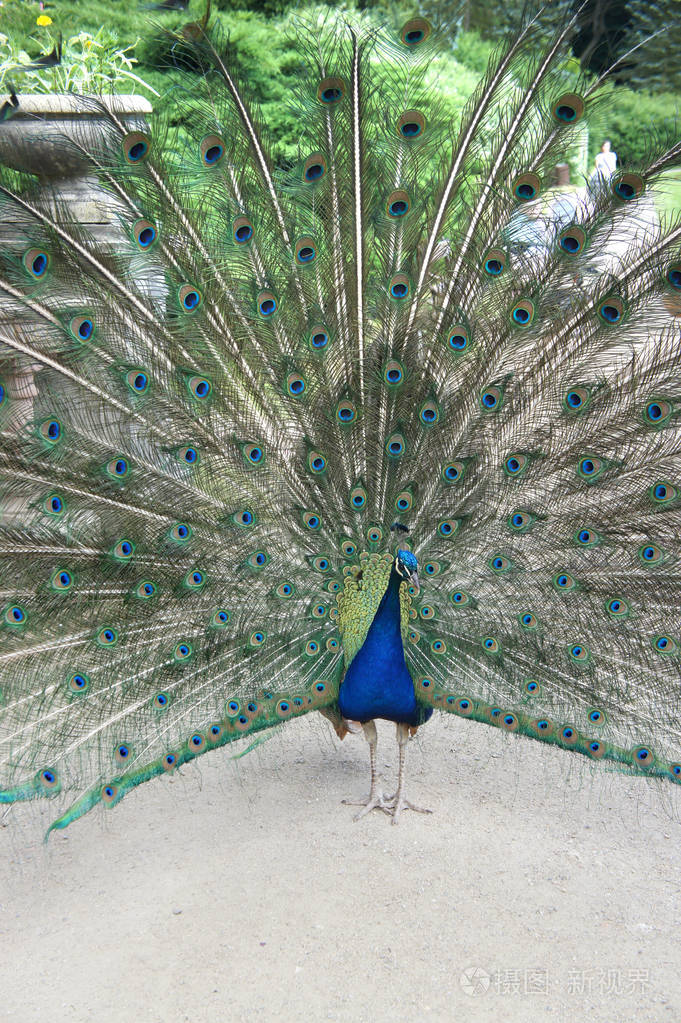 在花园里美丽的孔雀