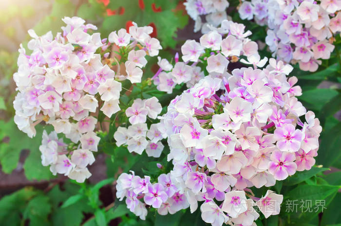 美丽的白花福禄考