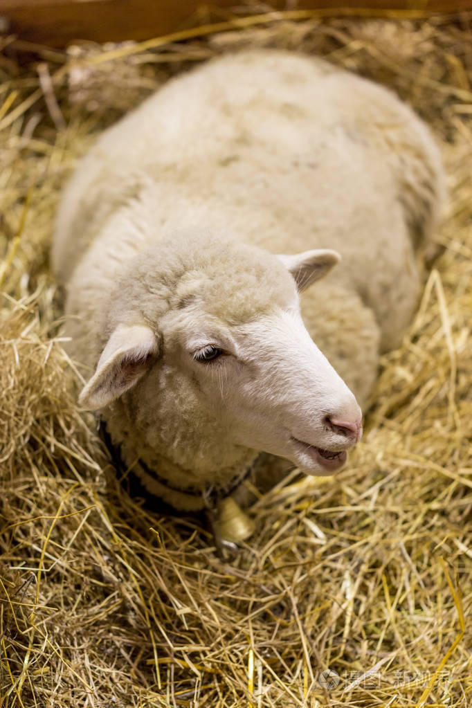 在畜栏里在展览会上展出的羊照片-正版商用图片0x86hw-摄图新视界