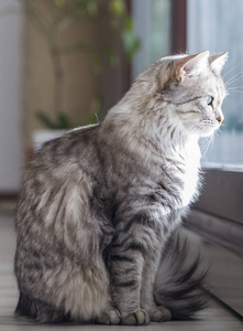 美银猫咪的西伯利亚品种在窗口