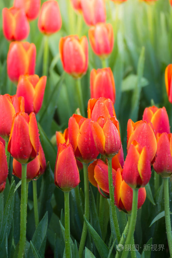 郁金香.一束美丽的郁金香.色彩艳丽的郁金香