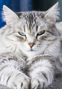 美西伯利亚猫，银版成人