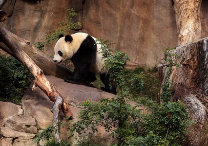 大熊猫大熊猫