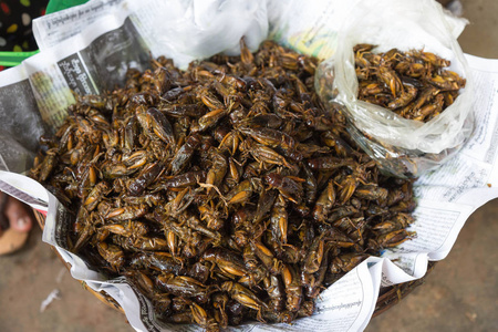 昆虫吃昆虫图片