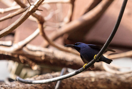 紫色 honeycreeper 鸟 Cyanerpes caeruleus