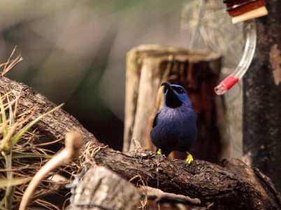 紫色 honeycreeper 鸟 Cyanerpes caeruleus