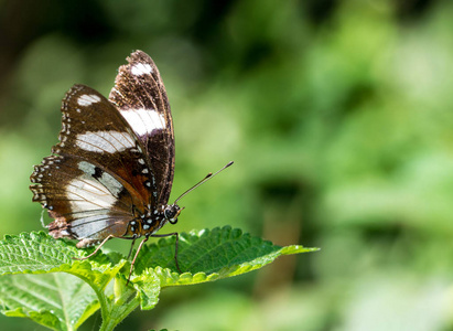 男 Danaid Eggfly Hypolimnas misippus 在绿色叶子上