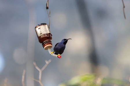 紫色 honeycreeper 鸟 Cyanerpes caeruleus