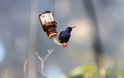 紫色 honeycreeper 鸟 Cyanerpes caeruleus