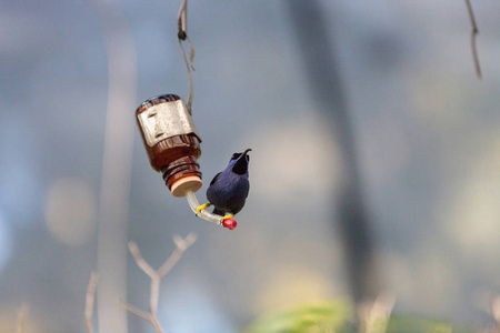 紫色 honeycreeper 鸟 Cyanerpes caeruleus