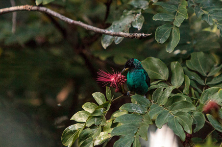 北燕子 tanager tersina viridis