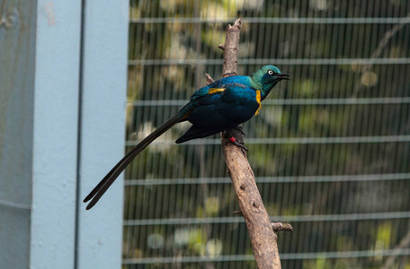 蓝耳光泽八哥 Lamprotornis chalybaeus