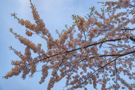 美丽的樱花盛开在春天的日本