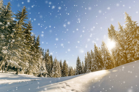 松树的山水在童话冬季苏落雪