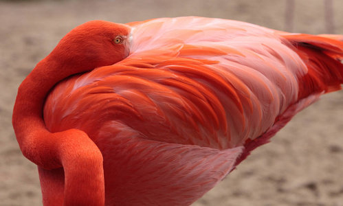 粉红色的加勒比火烈鸟红鹳橡