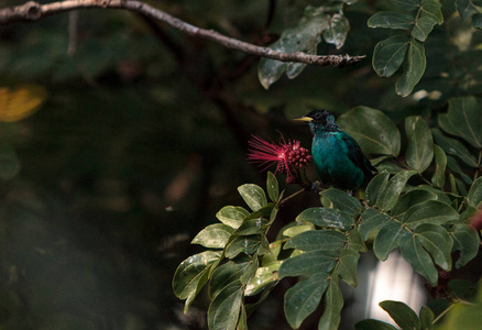 北 tanager tersina viridis