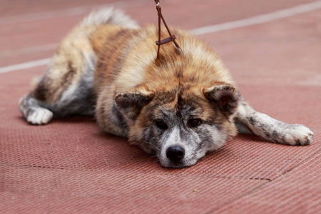 狗品种秋田犬