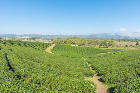 在泰国的茶叶种植园