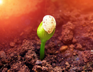 春季桦木芽图片