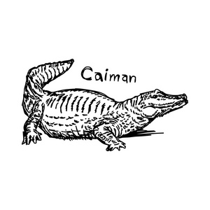 矢量图草图手绘与凯门鳄孤立在白色背景上的黑色线条照片