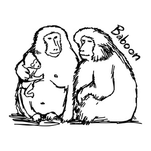 矢量图草图手绘与狒狒孤立在白色背景上的黑色线条照片