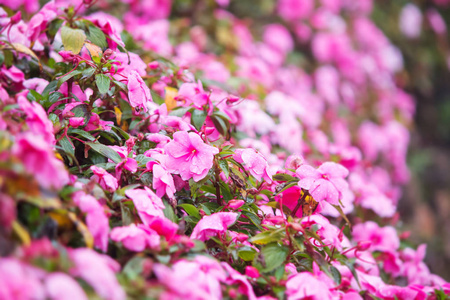 混合的矮牵牛花坛甜蜜粉色矮牵牛花坛为背景的照片