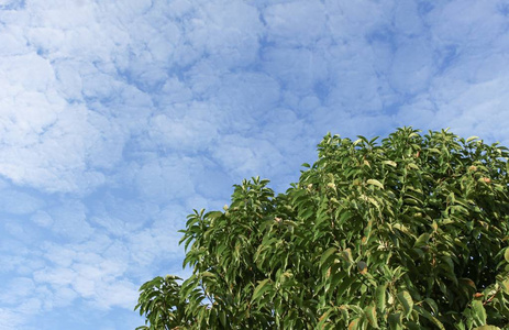 树的绿叶和天空背景