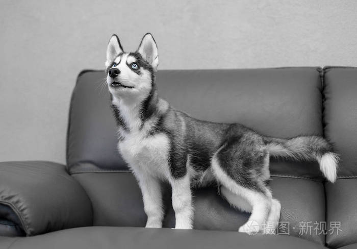 狗小狗纯种哈士奇灰色