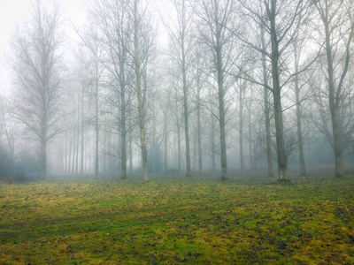 在早晨的雾气弥漫的森林