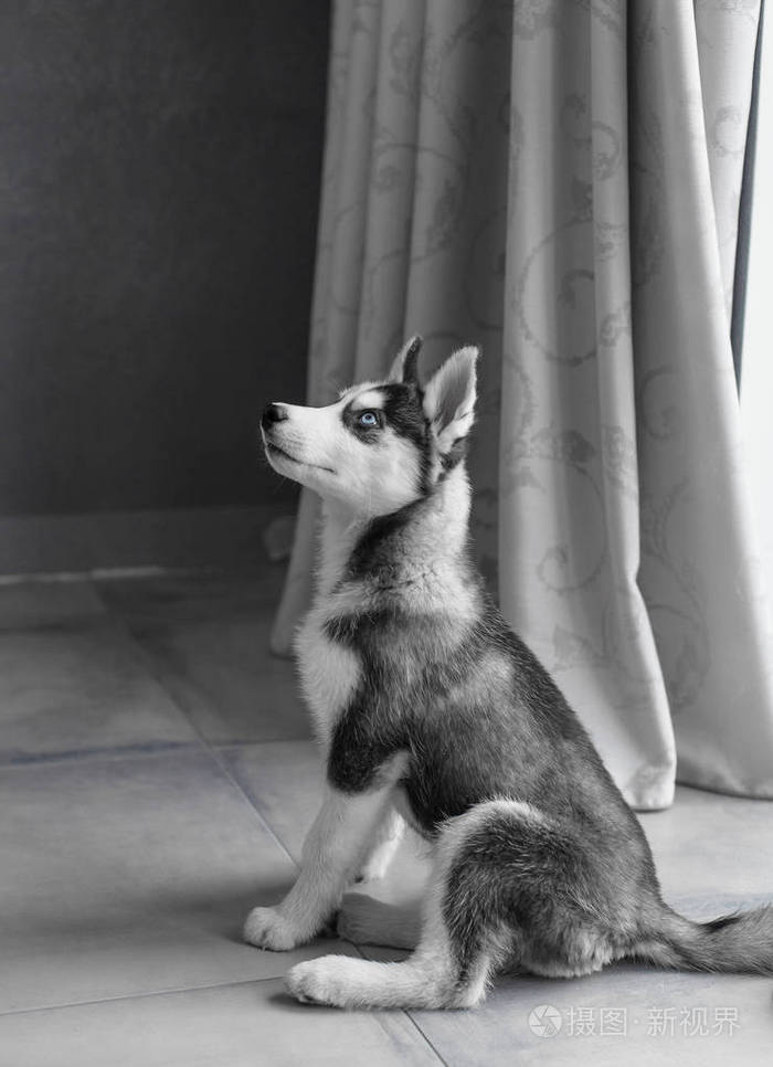 狗小狗纯种哈士奇灰色